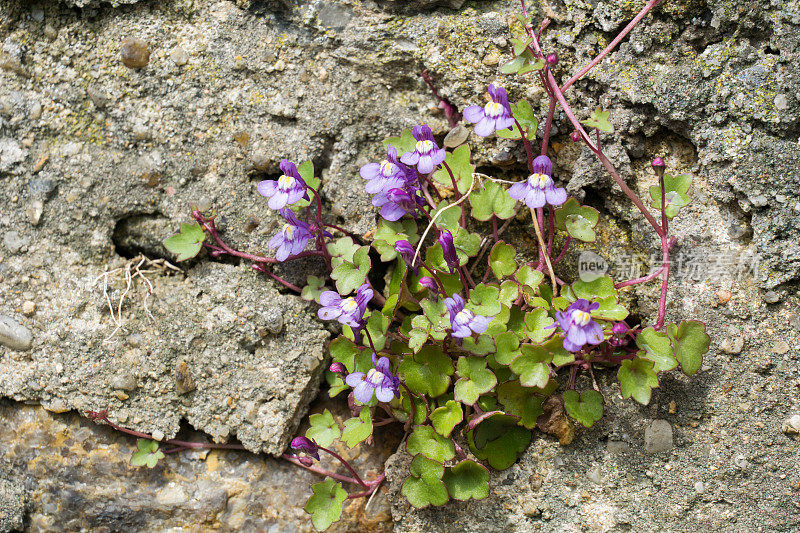 Cymbalaria Cymbalaria在墙花